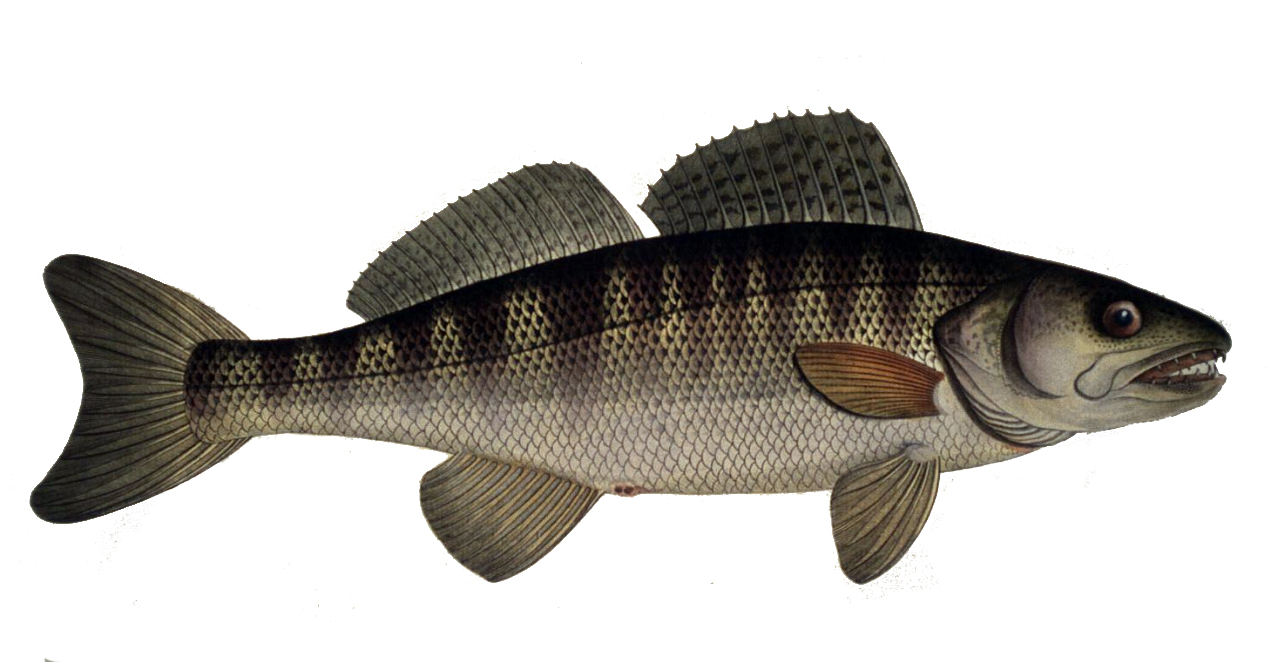 Süllő